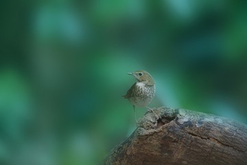 菠萝包1
