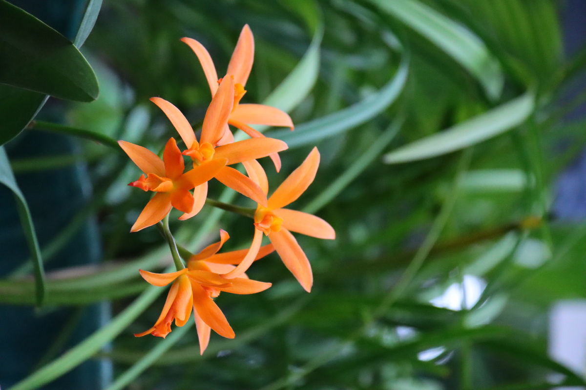 寄君青兰花,惠好庶不绝 - 风_雨 - 图虫