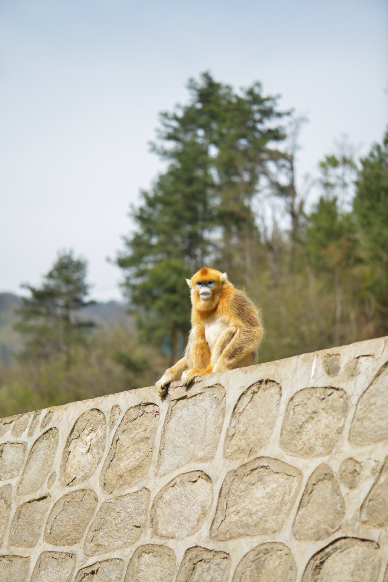 傥骆道见川金丝猴<br />
