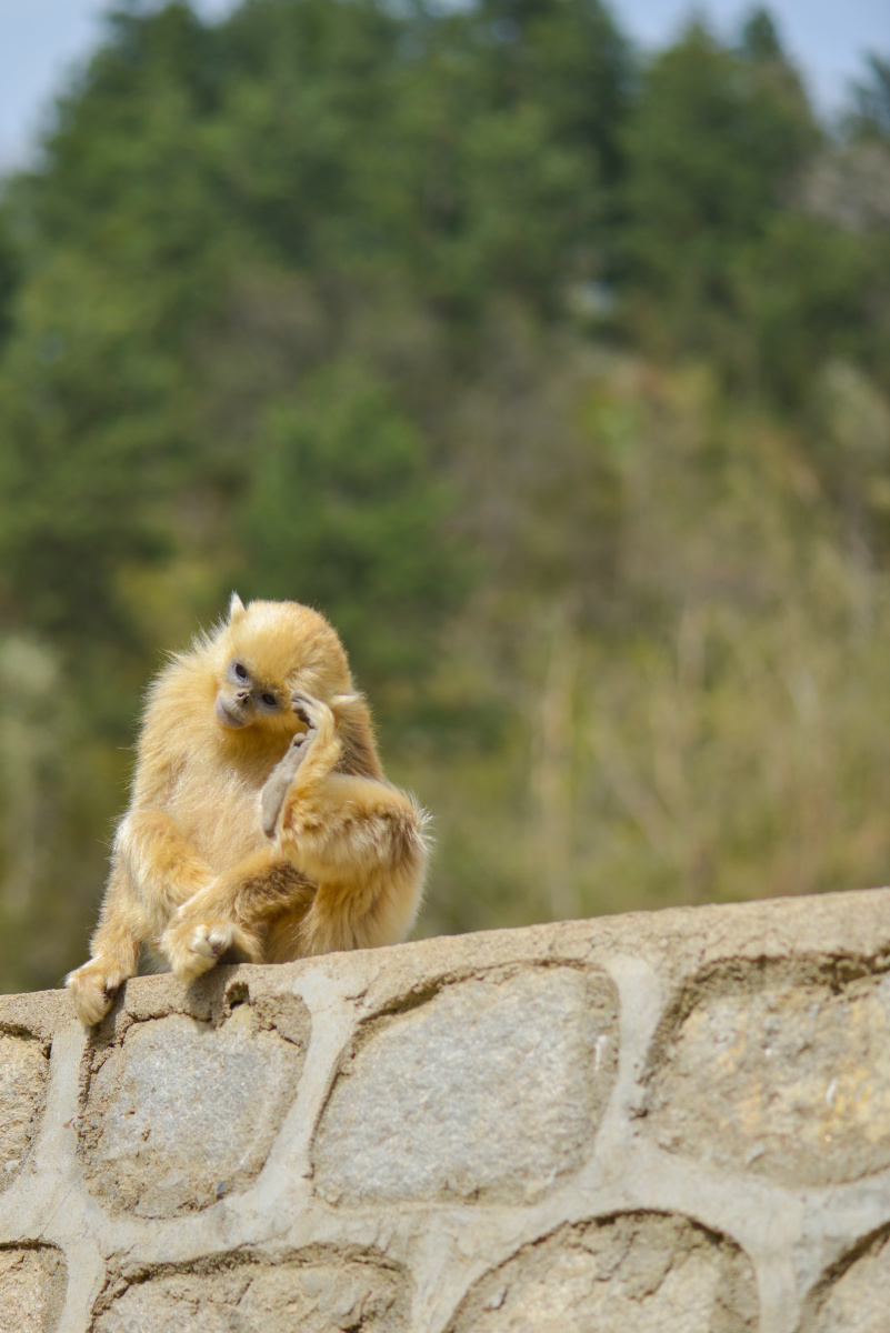 傥骆道见川金丝猴<br />
