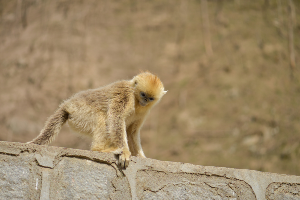 傥骆道见川金丝猴<br />
