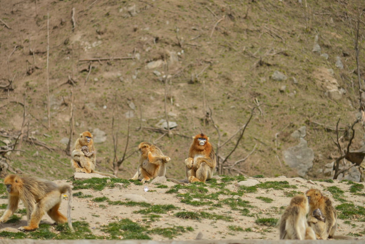 傥骆道见川金丝猴<br />
