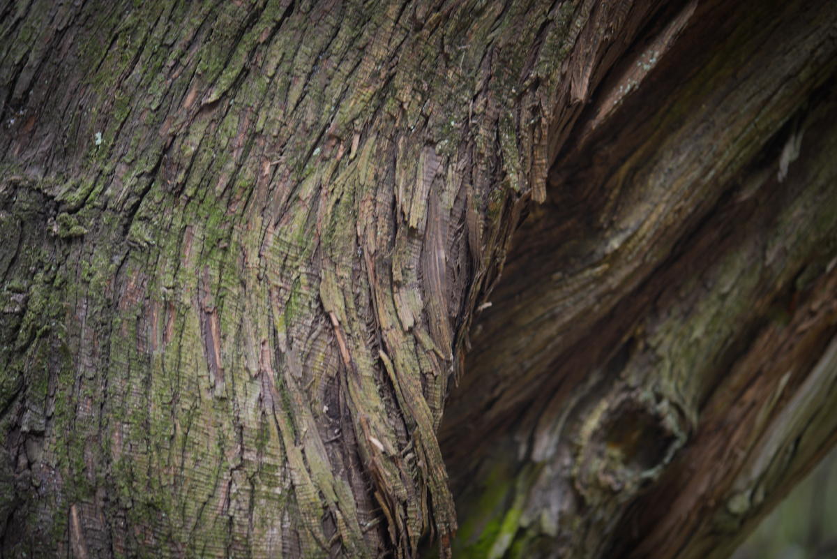 翠云廊-古蜀道<br />
翠云廊是以险著称的剑门蜀道的一段。剑门蜀道是指以剑阁为中心，西至梓潼，北到昭化，南下阆中的三条翠云廊古柏<br />
路，在这三条蜿蜒三百里的道路两旁，全是修长挺拔的古柏林，号称“三百长程十万树”。