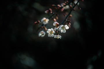 3A67CB81-EA8B-4AEC-97CD-3D6801CAC10E/L0/001