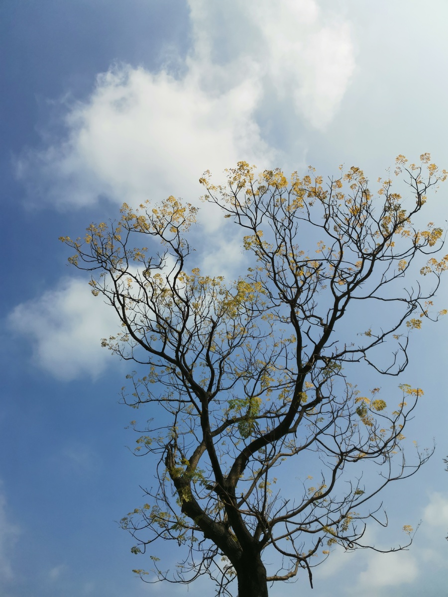 路边的一棵有灵气的树