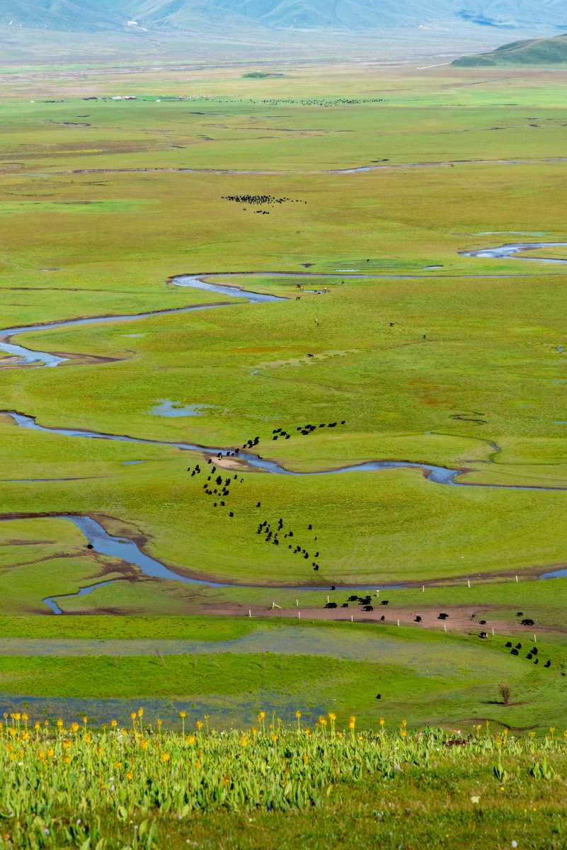 阿万仓湿地 - 吾丹 - 图虫