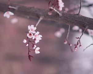 55542