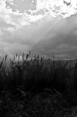 _IMG8891