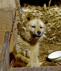 狗