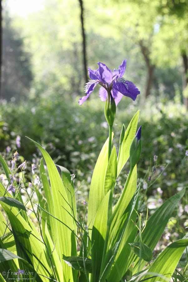 2012树村公园 - 二月兰, #鸢尾花, 花卉 - 2012树村公园 - freefalcon
