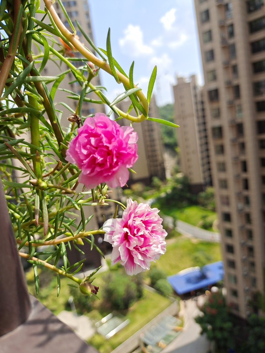 在骄阳似火的天气下太阳花的花朵格外亮眼向阳而生绽放生命的光彩