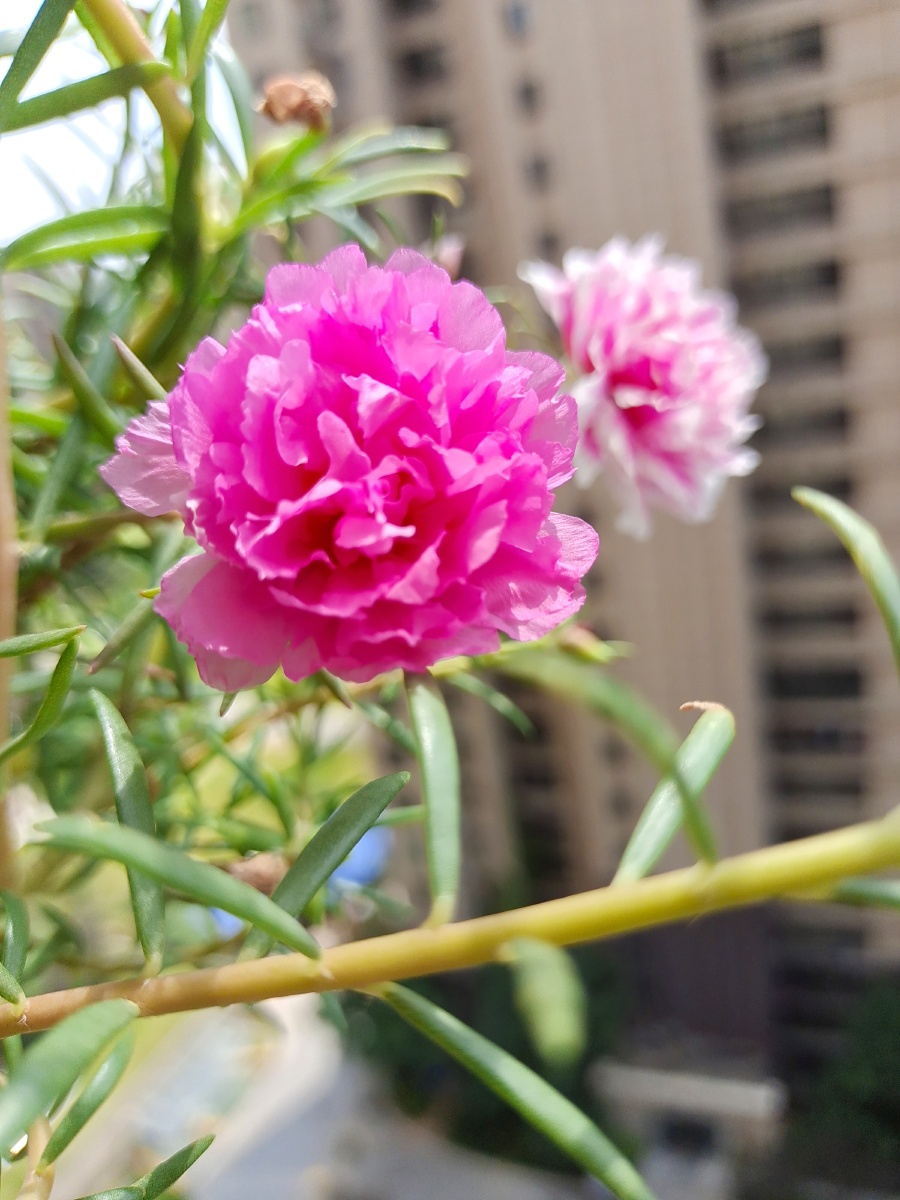在骄阳似火的天气下太阳花的花朵格外亮眼向阳而生绽放生命的光彩