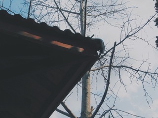 772736