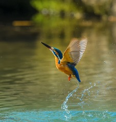 _81P1269