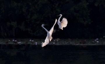 _81P4533.2jpg