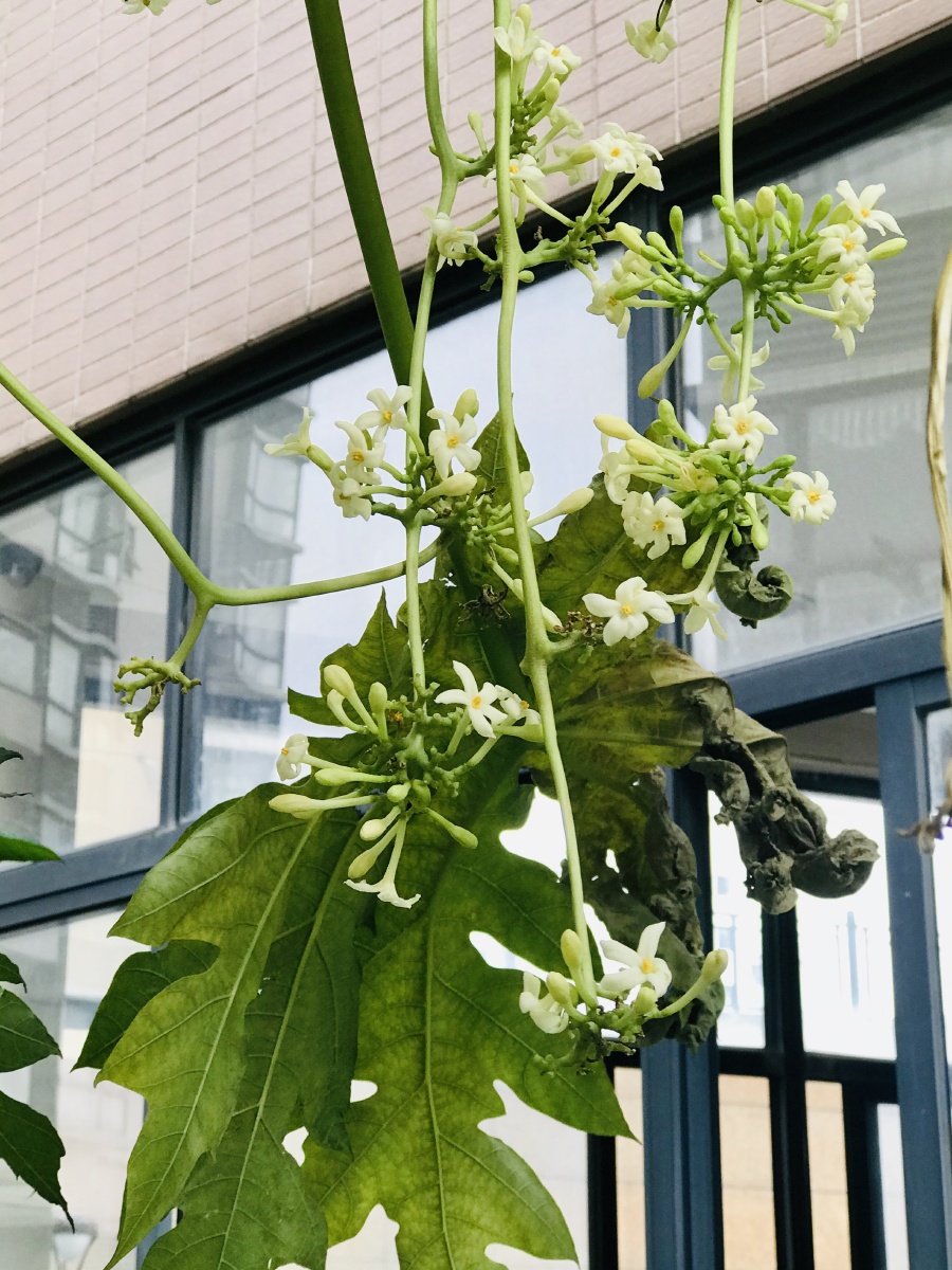 这是一颗只开花不结果的木瓜树!