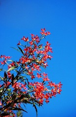 山花