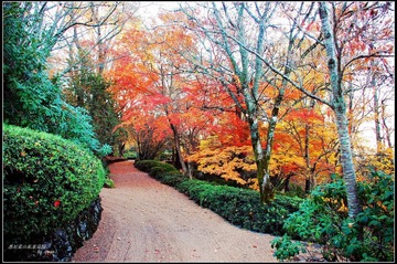 悉尼蓝山私家花园