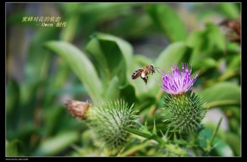 蜂与花