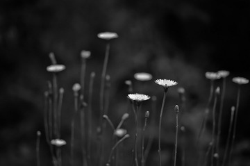 那些花儿。。。