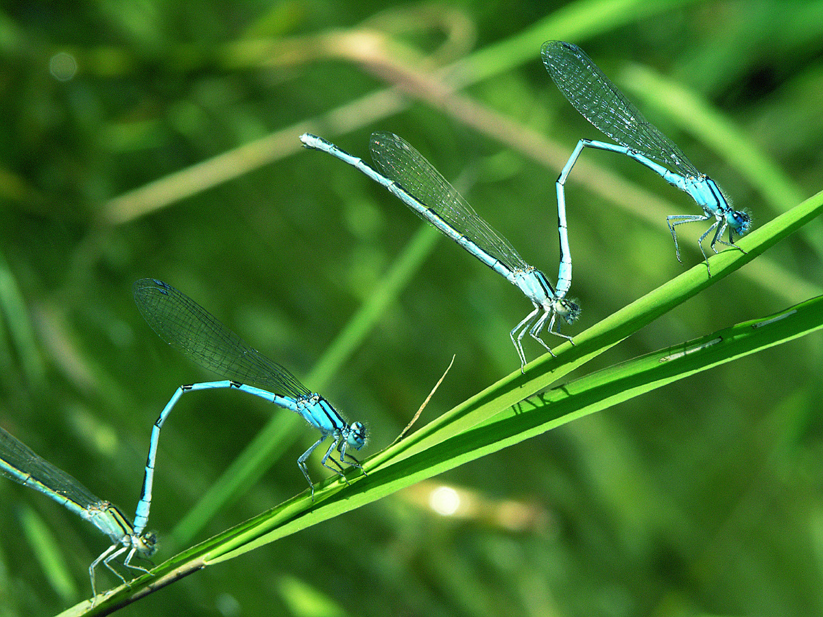 蜻蜓- 昆虫植物爱好者 - 图虫