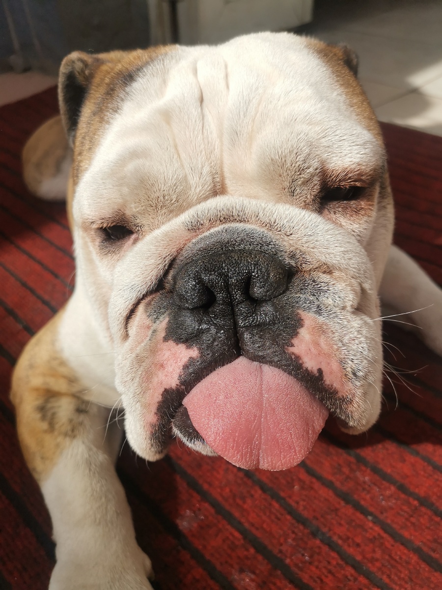 懒狗的日常整天趴在门口晒太阳