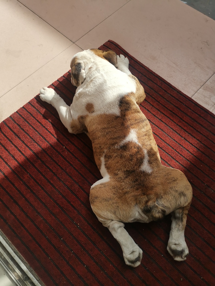 懒狗的日常整天趴在门口晒太阳