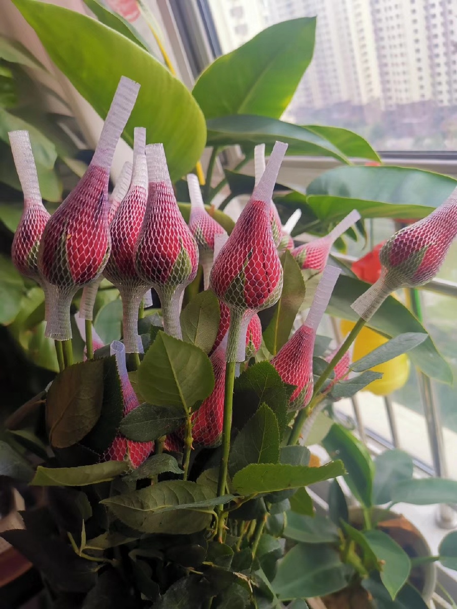 就是喜欢摆弄这些花花草草