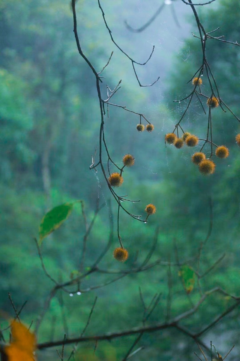 江南的清晨雨后