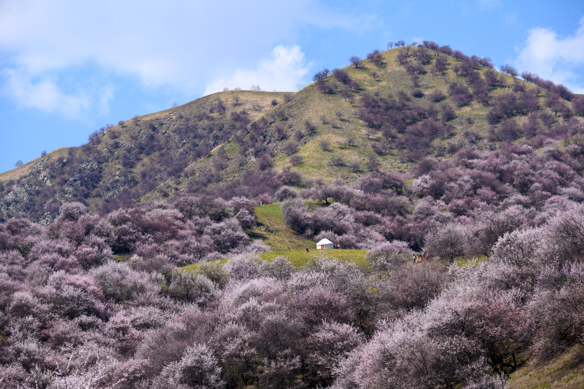 大美新疆杏花谷