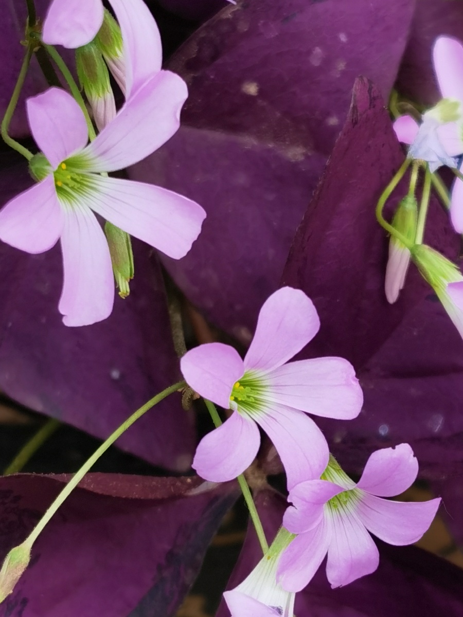 紫叶酢浆草也叫红叶酢浆草,三角酢浆草,紫叶山本酢浆草,多年生宿根