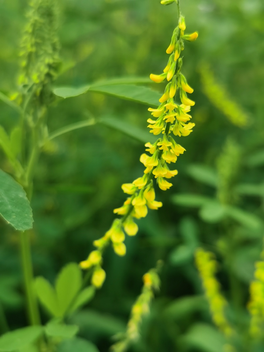 是豆科,草木犀属二年生草本植物,高可达250 厘米.