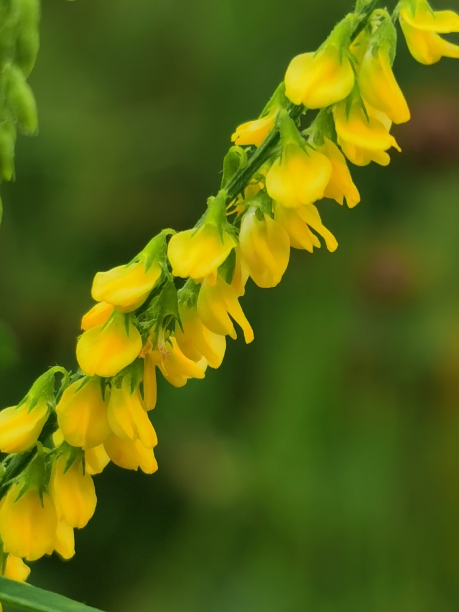 pall.)是豆科,草木犀属二年生草本植物,高可达250 厘米.
