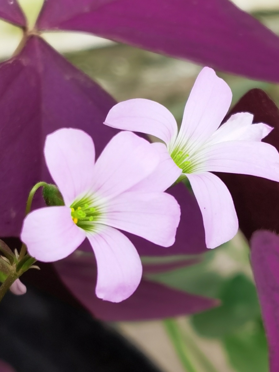 紫叶酢浆草也叫红叶酢浆草,三角酢浆草,紫叶山本酢浆草,多年生宿根