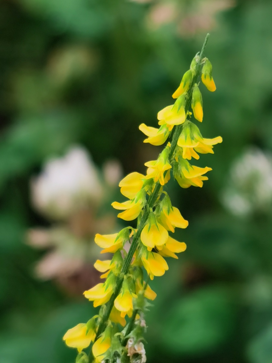 是豆科,草木犀属二年生草本植物,高可达250 厘米.