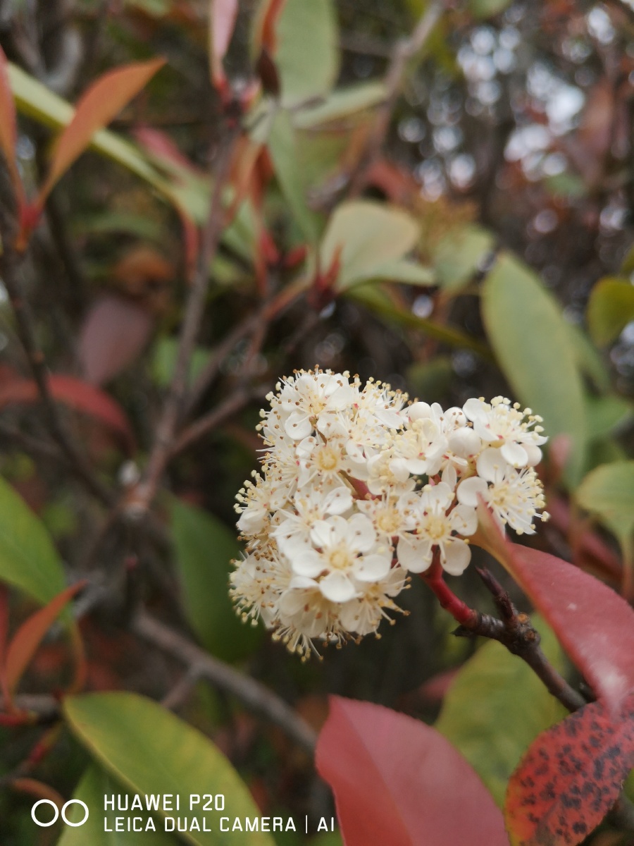 花团锦簇的红叶石楠