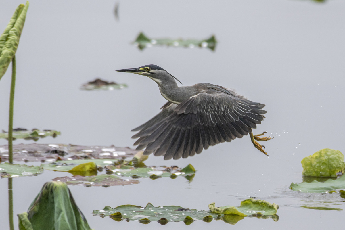荷塘里的捕鱼达人绿鹭