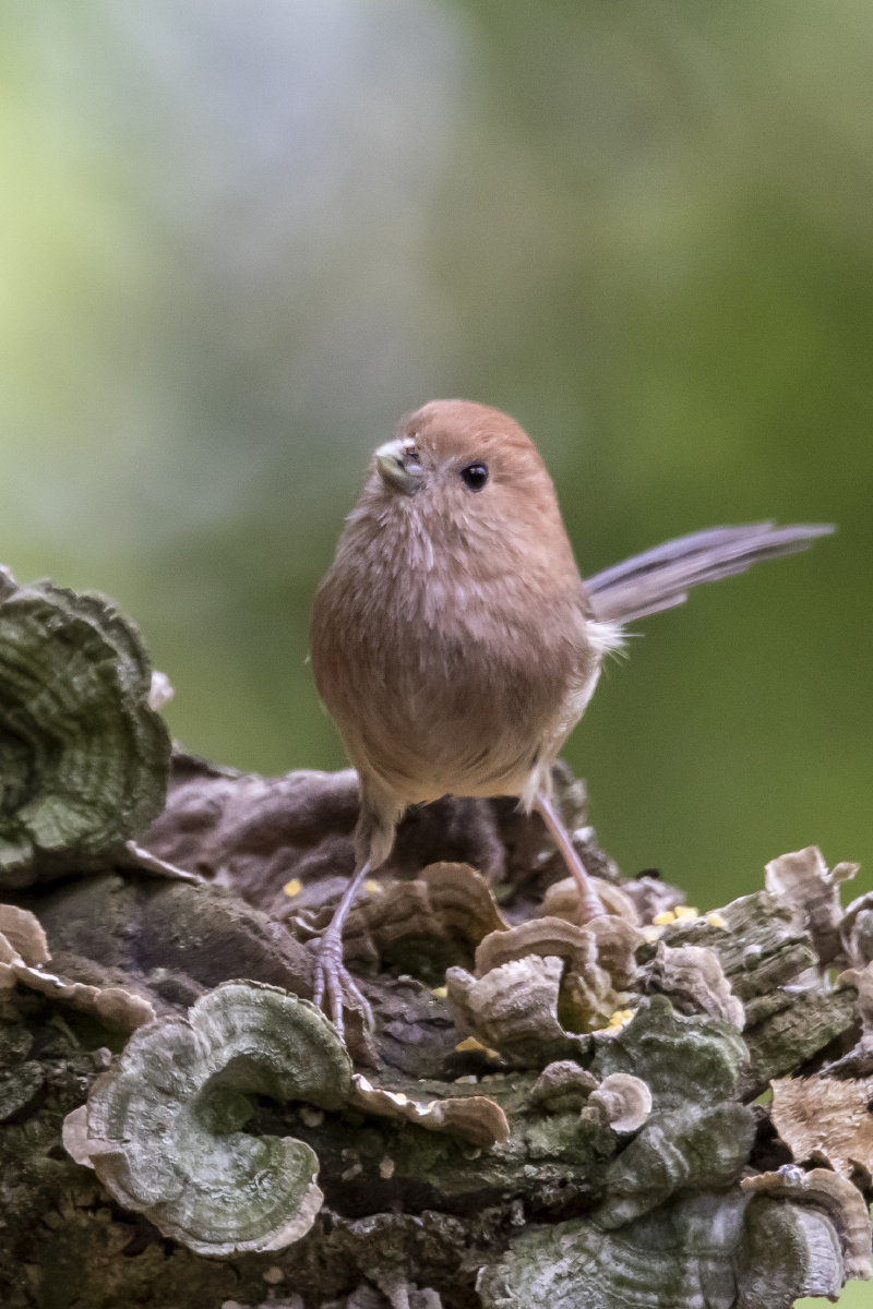 小萌鸟棕头鸦雀