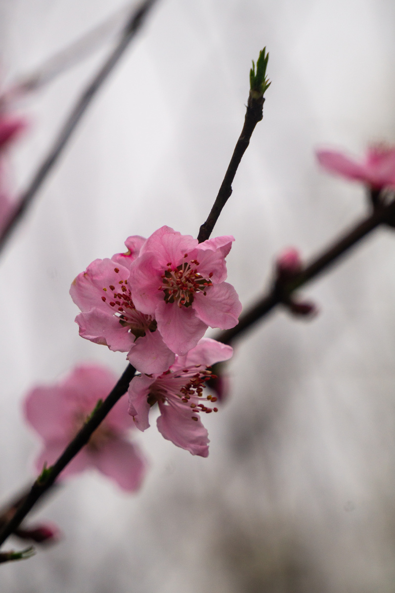 百花盛开的春天