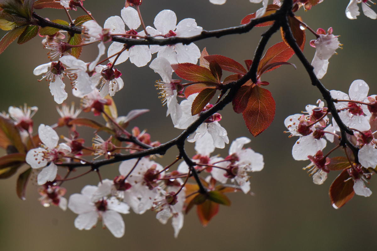 百花盛开的春天