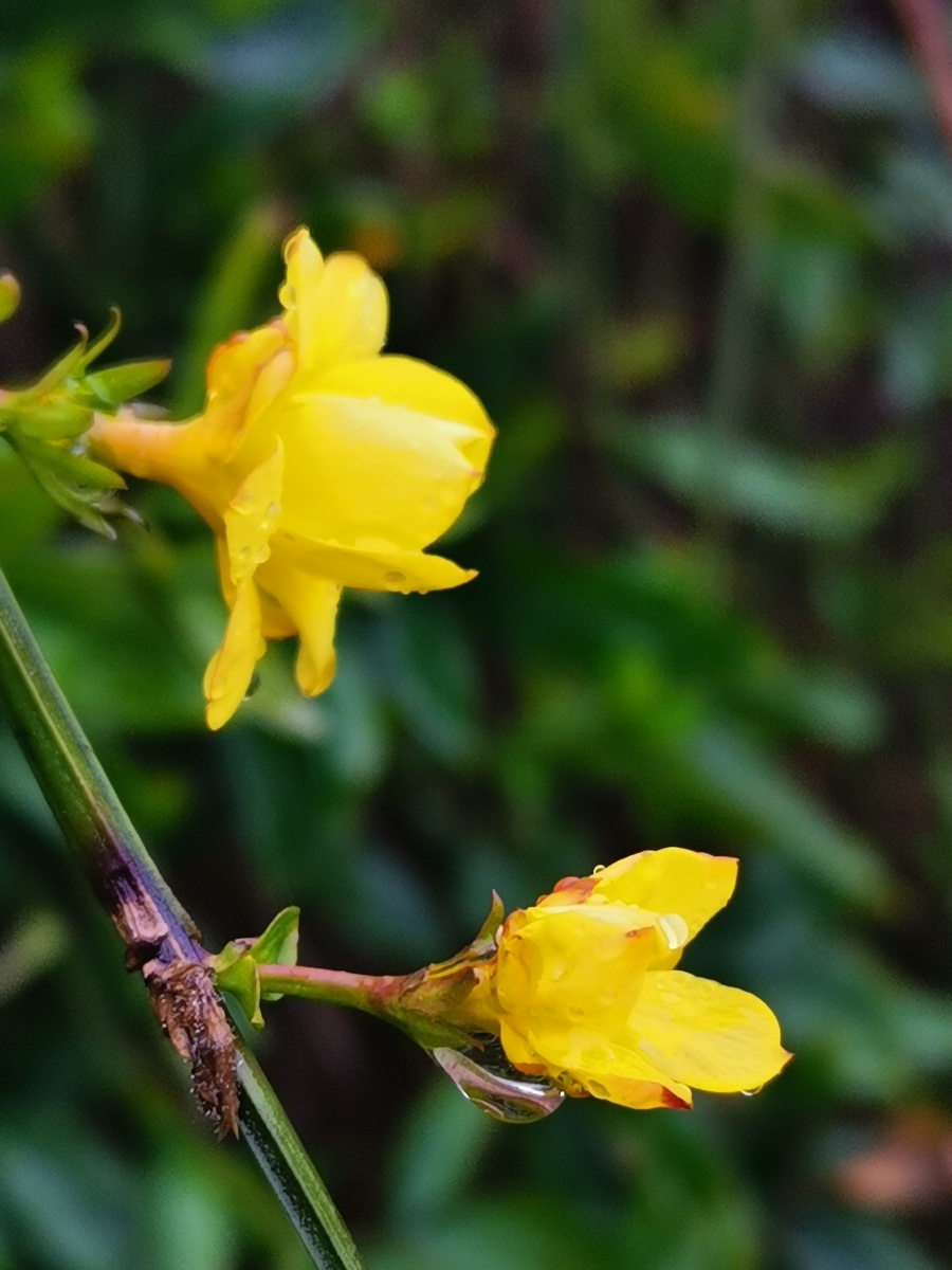 百花盛开的春天