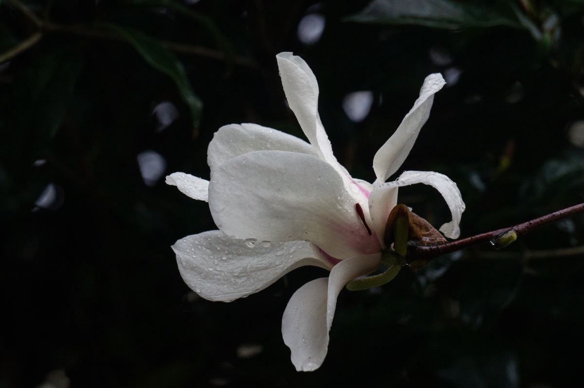 百花盛开的春天