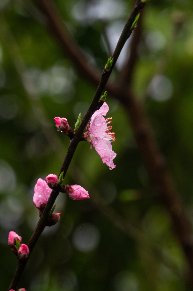 百花盛开的春天