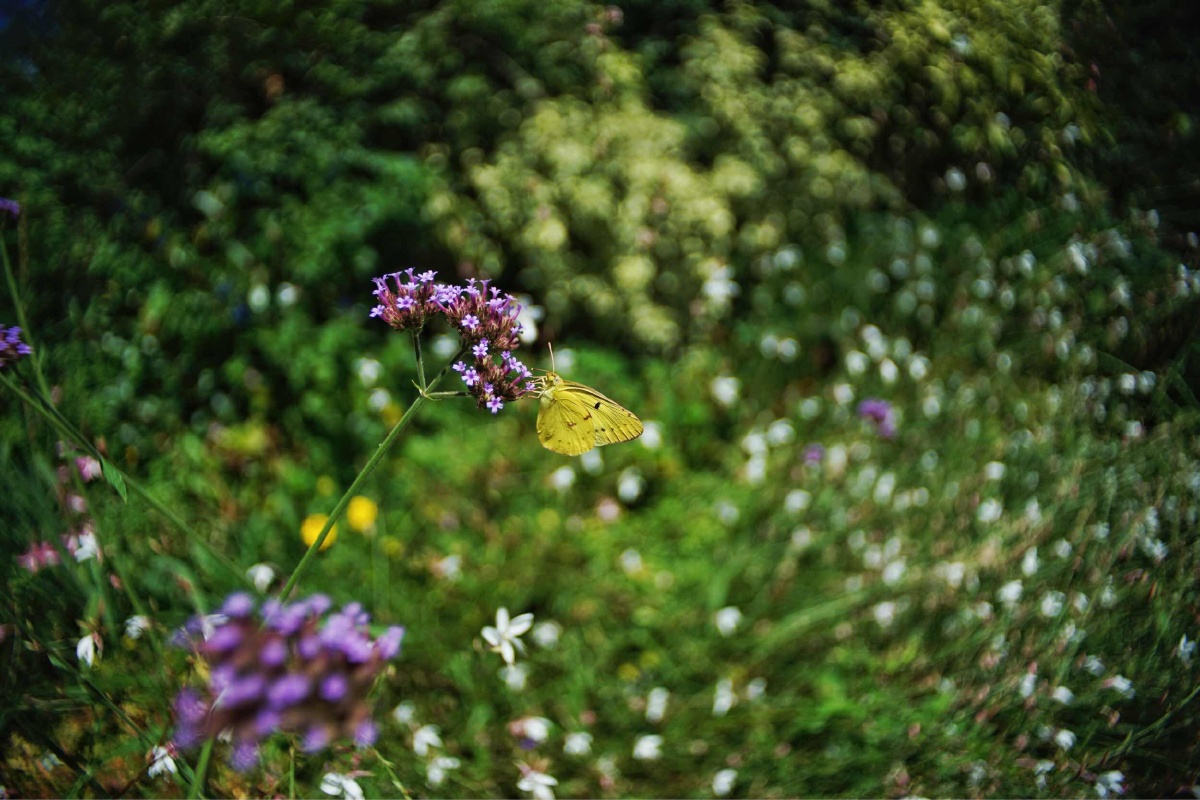 徕卡r19 2.8一代的旋转焦外 - xnmfshice - 图虫