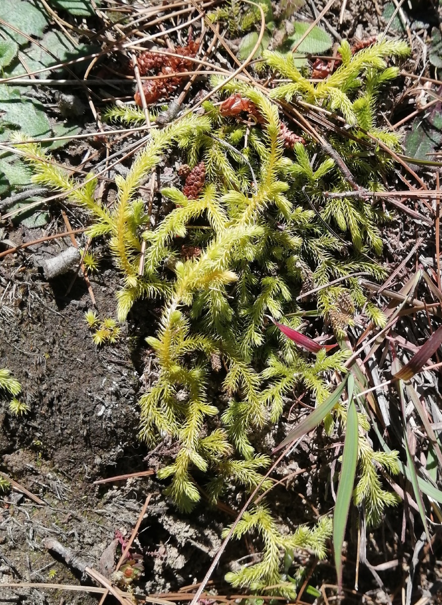 石松一种中草药