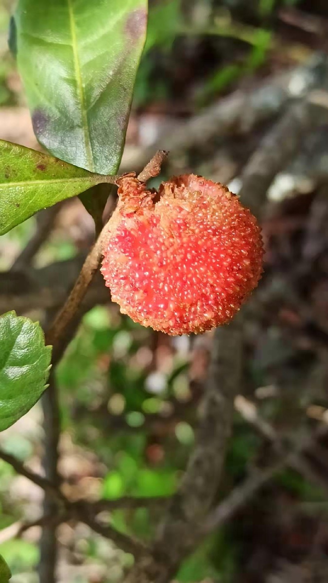 野杨梅那酸爽没的说