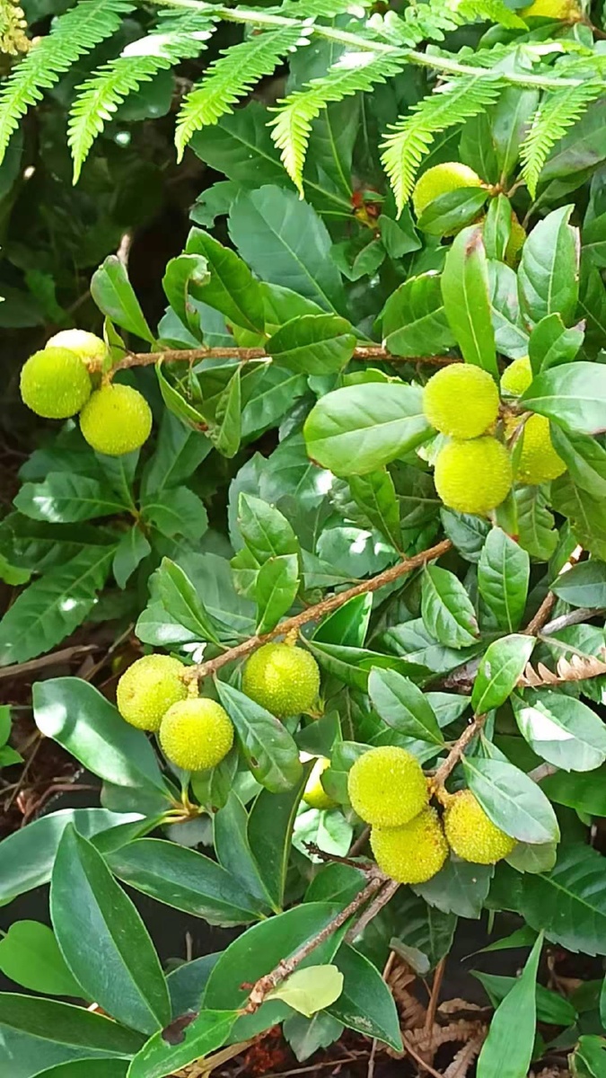 野杨梅2生的可以解渴治疗打瞌睡