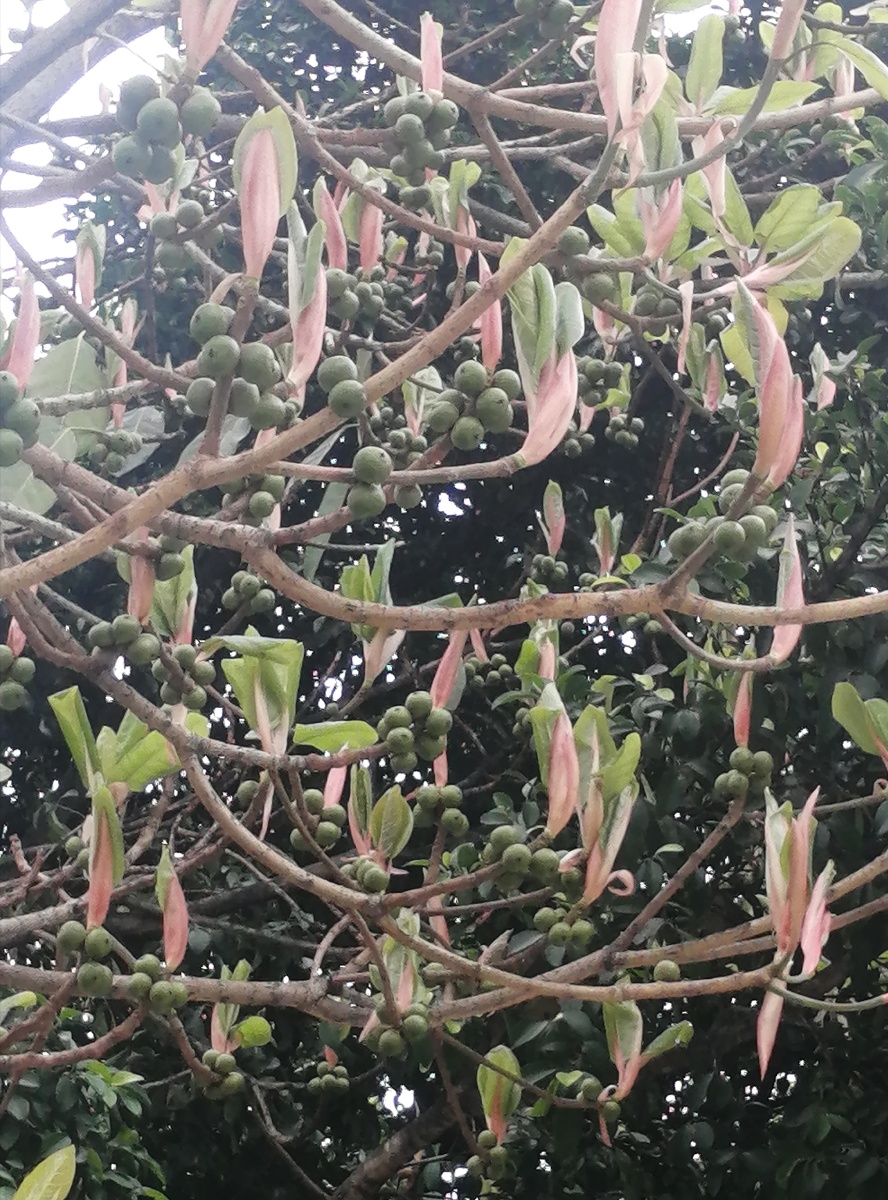 对叶榕芽果搭配很奇特