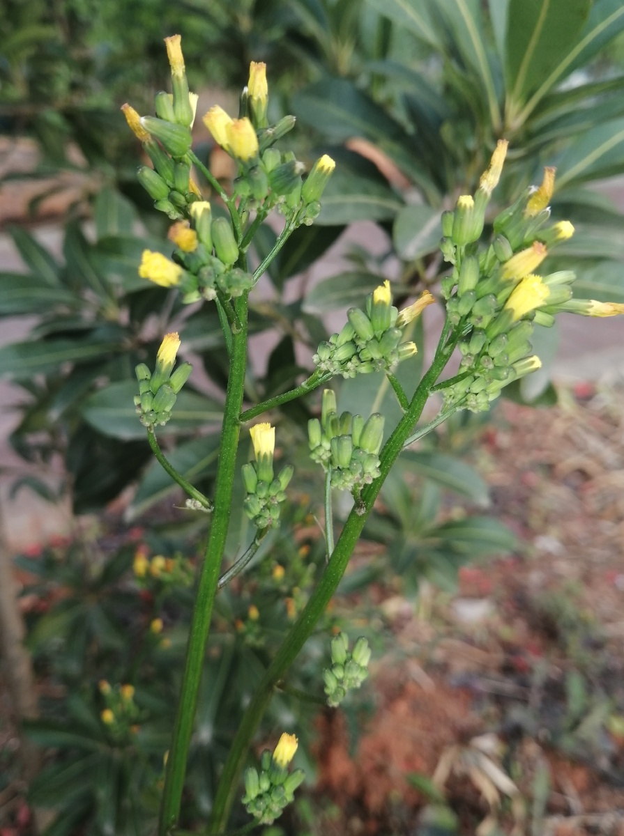 黄鹌菜花94 - 卜义 - 图虫