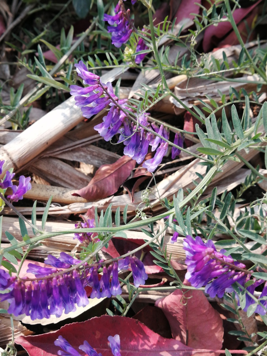 光叶紫花苕的小花也是很美好